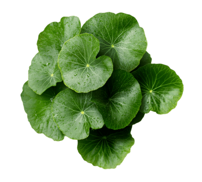 Bunch of green leaves on a white background