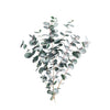 Bunch of eucalyptus leaves on a white background